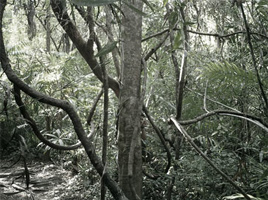 Jungle Vibe